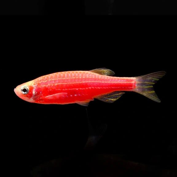 [ 8 Piece ₹750 ] Red Zebra Fish