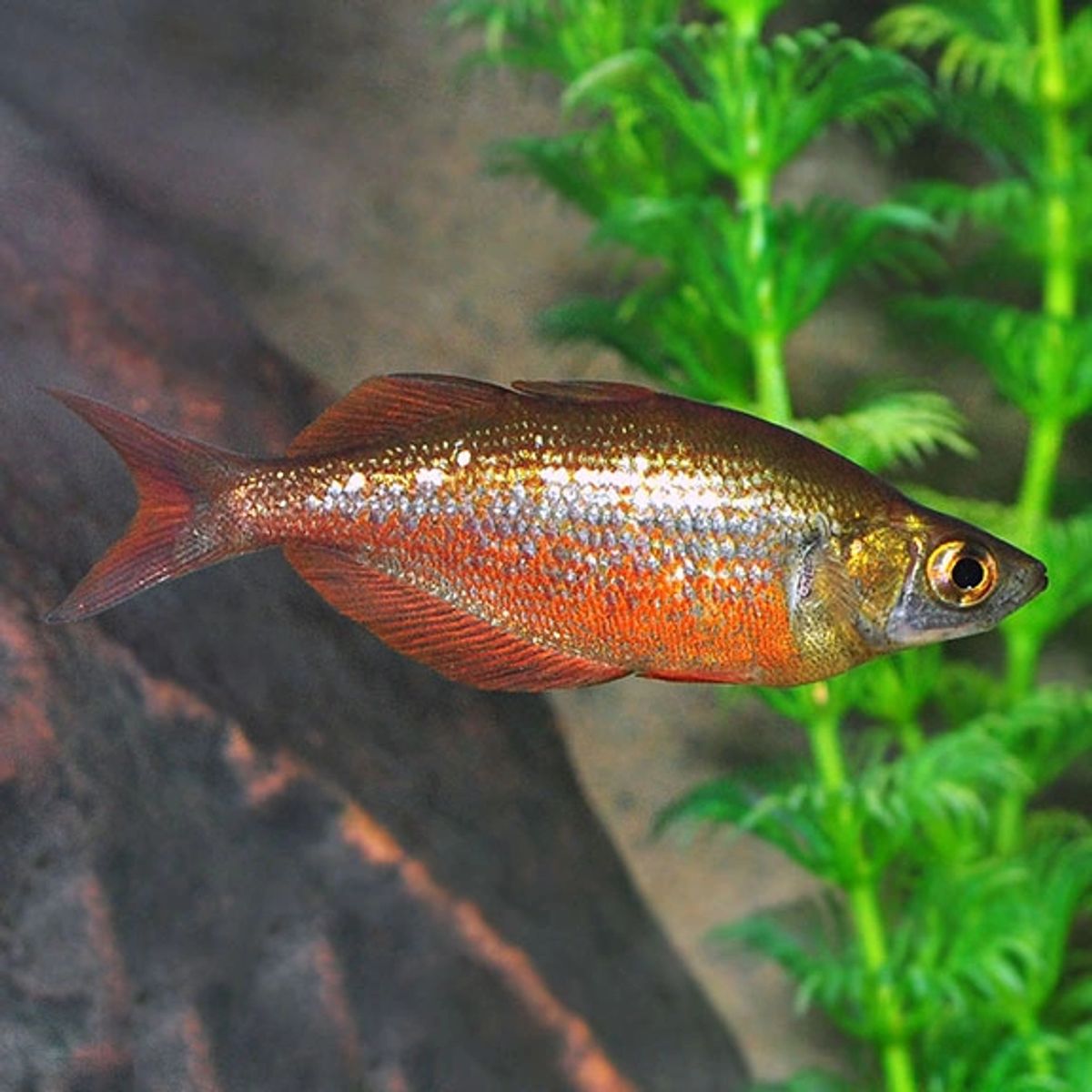 Colour fish clearance price