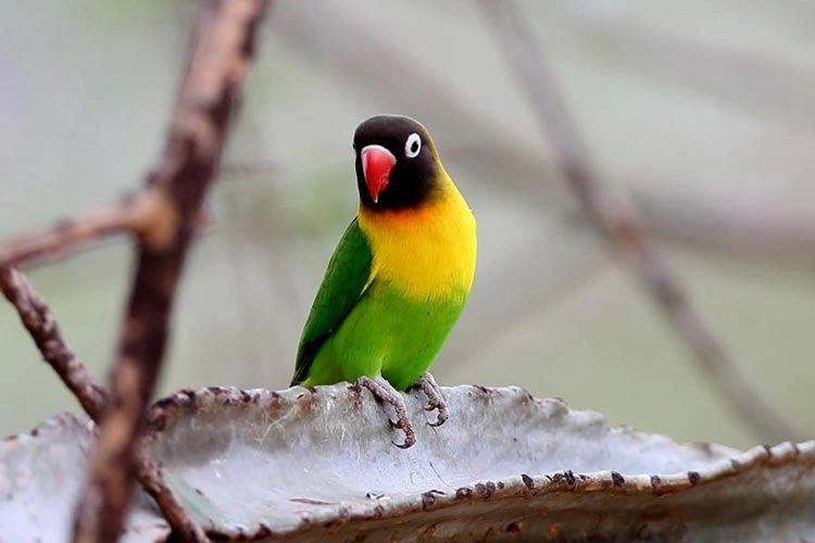 Green opaline best sale lovebird