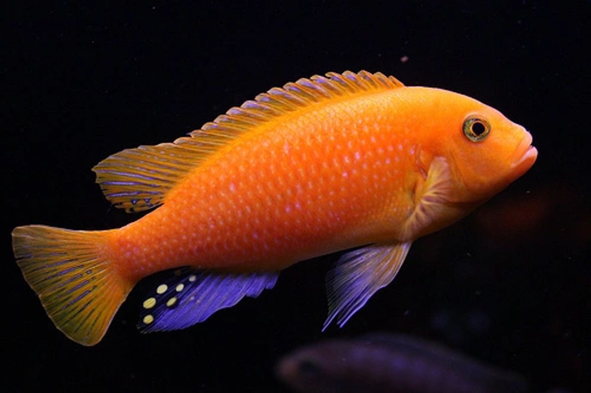 Online cichlid fish hot sale store