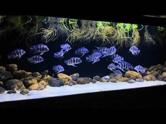 Buy African Cichlids Fish Online At Best...