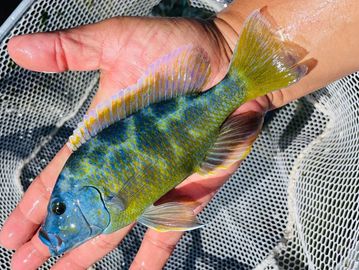 Powder Blue African Cichlid