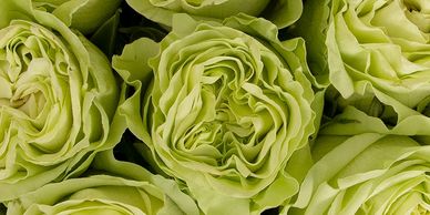Farm Direct Fresh Cut Green Roses