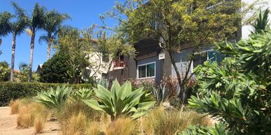 Front yard of an apartments building with cactus, trees, palm trees, bushes and succulents