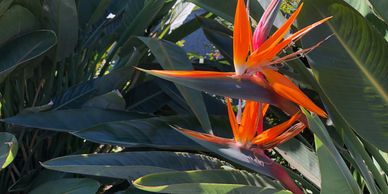Two orange flowers of a bird of paradise plant