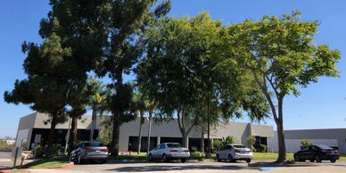 A few tall trees in a parking lot of an office building caught during a sunny day 