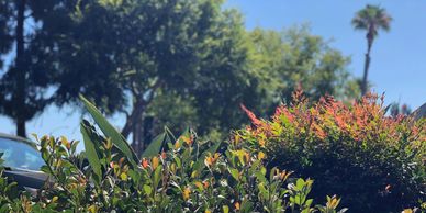 Green bushes with pink and red leaves in the foreground and trees and one palm tree behind it