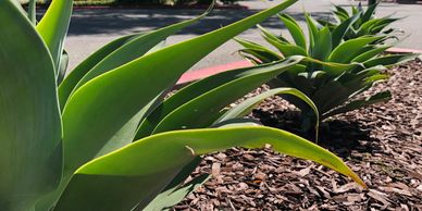 Beautiful succulents in a parking lot planter
