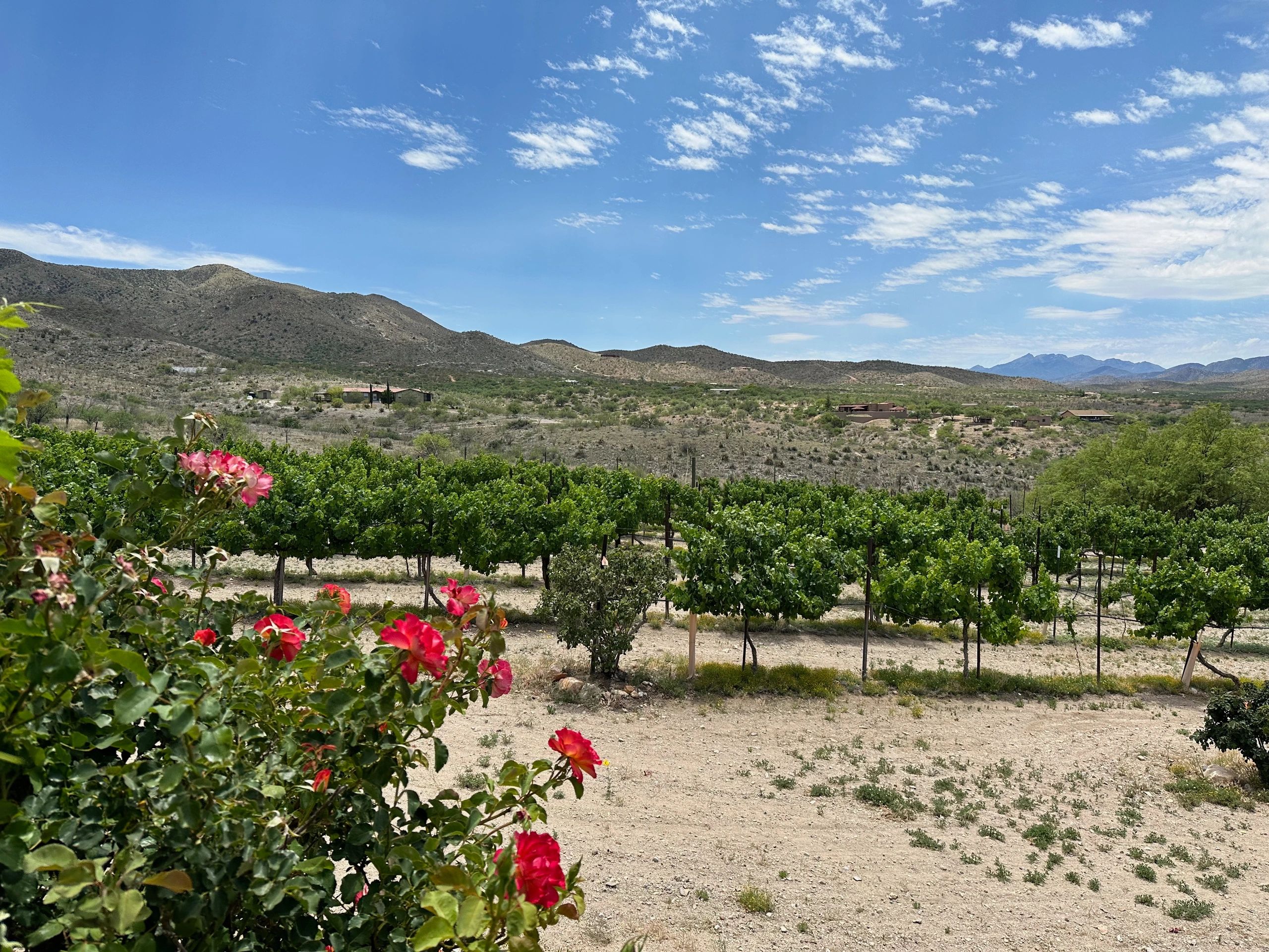 vineyard tasting room