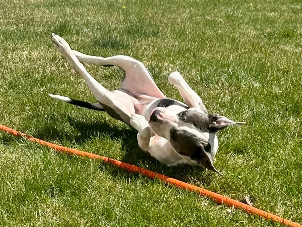 A black and white dog lying playfully on grass next to an orange hose.