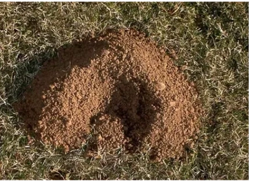 OREGON GOPHER - Mole Control | Gopher Removal Experts: Call/Text/Email at 503.602.5177. Salem Area.