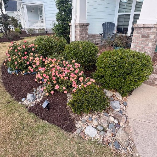 Neatly landscaped garden with blooming pink flowers and round green shrubs near a house porch.