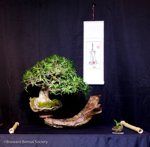 broward bonsai, exhibit, ficus salicaria