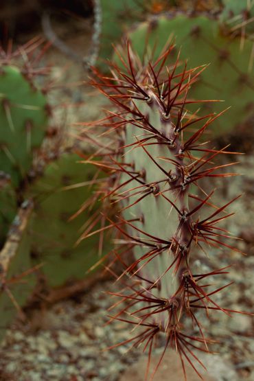 Close-up of a cactus branch with sharp reddish-brown spines.