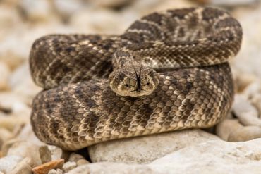 Close-up of a coiled rattlesnake with its tongue flicking out.