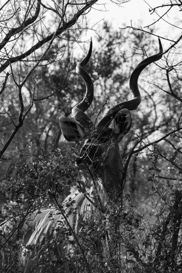 A kudu with twisted horns peeks through branches in black and white.