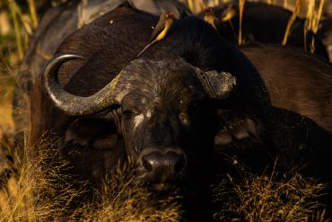 A buffalo resting in tall grass with birds on its back.