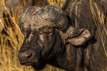 Close-up of an injured buffalo with blood near its eye.
