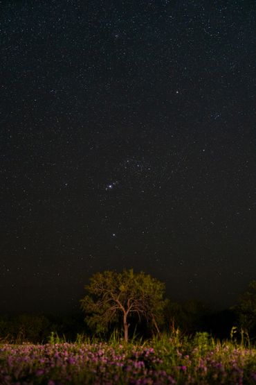 Starry night sky above a lone tree and purple flowers.