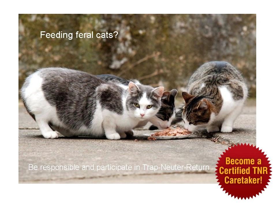 Training in Trap, Neuter & Return of Feral Cats