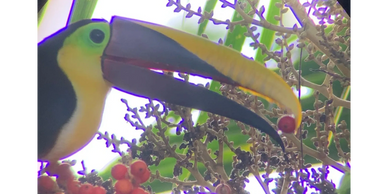 Toucan eating palm fruit in the Osa Peninsula of Costa Rica.