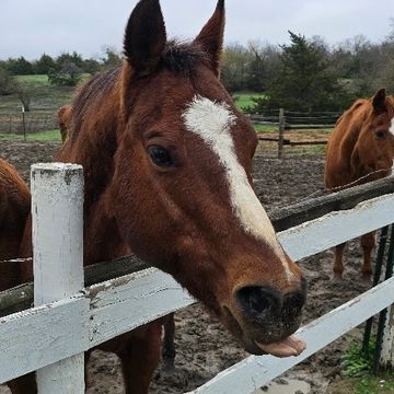 A brown horse sticking out its tongue over a white fence.