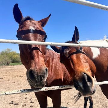 Two horses with bridles standing behind a metal fence on a clear day.