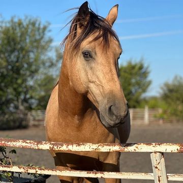 A brown horse standing behind a rusty metal fence on a sunny day.