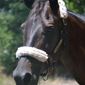 Close-up of a dark horse wearing a soft padded halter outdoors.