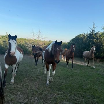 A group of horses walking towards the camera in a grassy field.