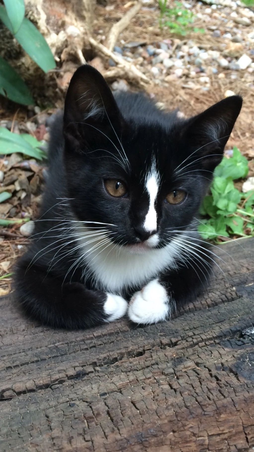Beautiful black and white Kitty Cat