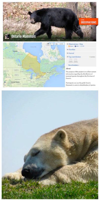 Ontario Mammls project Page screen shot followed by image of sleeping polar bear.