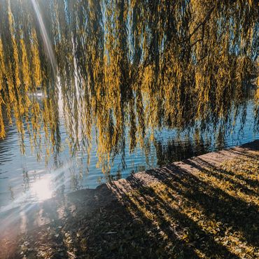 Calm waters illuminated by sunlight and nature.
