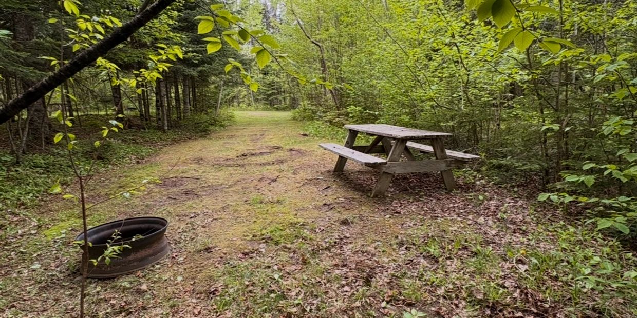 Wooden picnic table and fire pit in a quiet forest clearing.