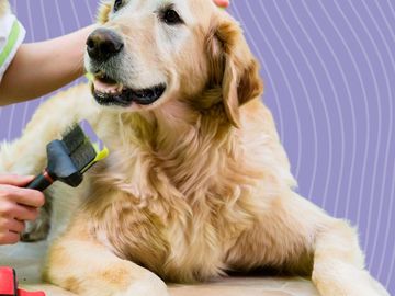 Professional Dog Groomer Gold Coast