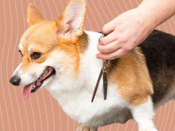 Light Brush Services Gold Coast