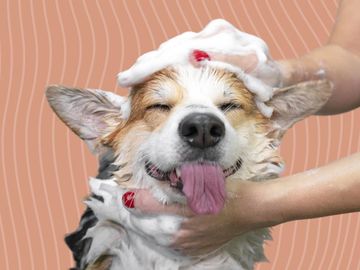 Professional Grooming Services Gold Coast