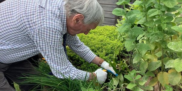 A gentleman is busy gardening. He is bending down, pruning plants.