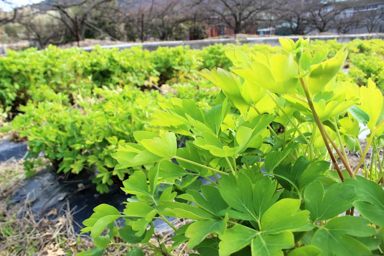 Chomeiso cultivated on a farm in Okinawa