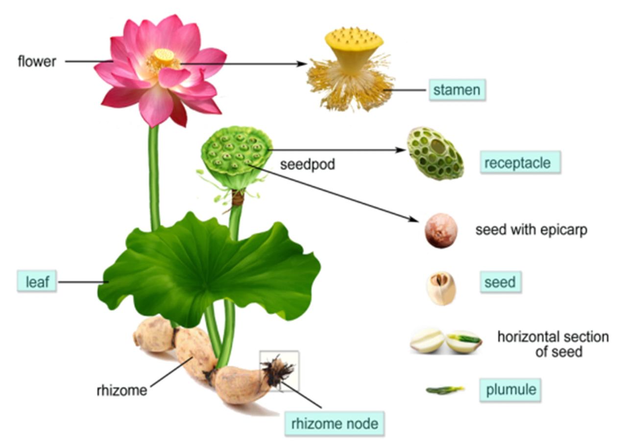 Image Courtesy of MDPI Research