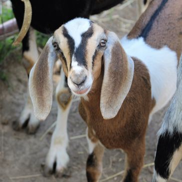 Goat Yoga