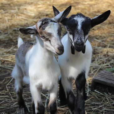 Goat Yoga