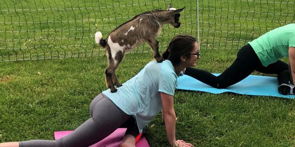 yoga with goats maryland