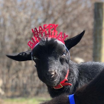 Goat Yoga