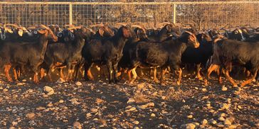 Golondrinas Meat Goat
Meat Goats for Sale