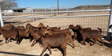 Texas Red Meat Goat
Meat Goats for Sale