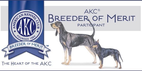 Akc coonhounds clearance