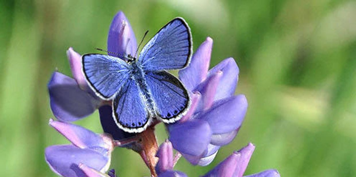 Karner Blue Butterfly & Wild Lupin Print 