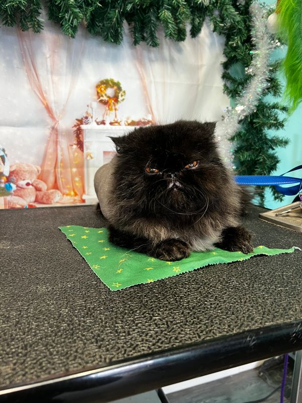 A cat posing in a Christmas themed photo after his lion cut was completed. 
