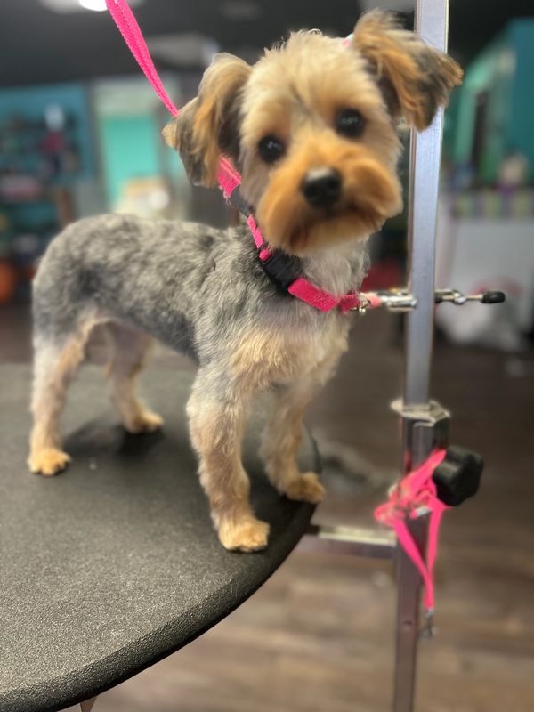 Yorkie smiling after groom was completed.